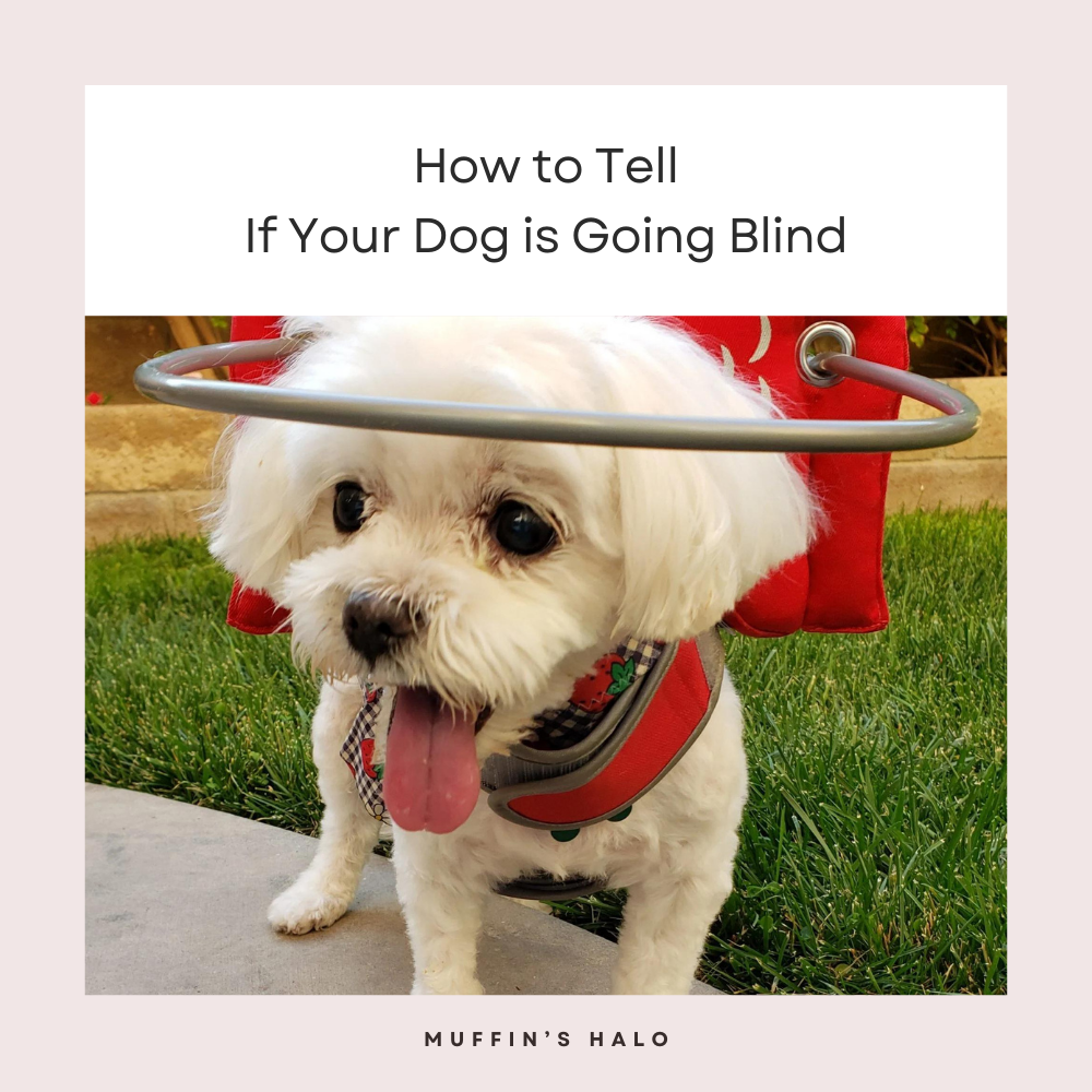 How to tell if your dog is going blind