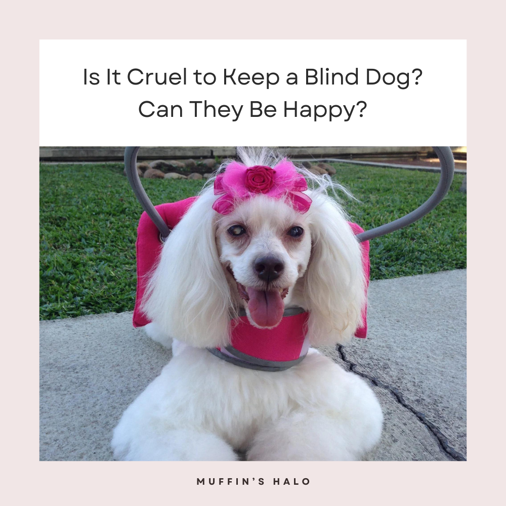 Is it cruel to keep a blind dog