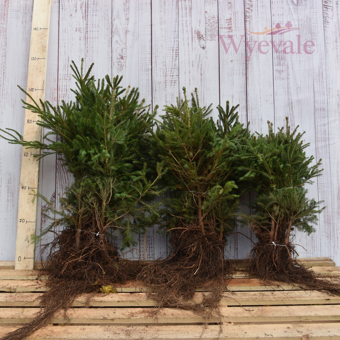 Picea abies (Norway spruce) 4 Year Transplant.jpg__PID:cfbe59d3-566f-42bc-a02b-78a4ef7ef157