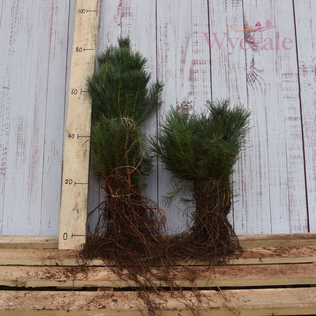 Pinus sylvestris (Scots pine) 3 Year Undercut.jpg__PID:f74a1097-2a3a-4522-87f0-b54c1fe1fb6e
