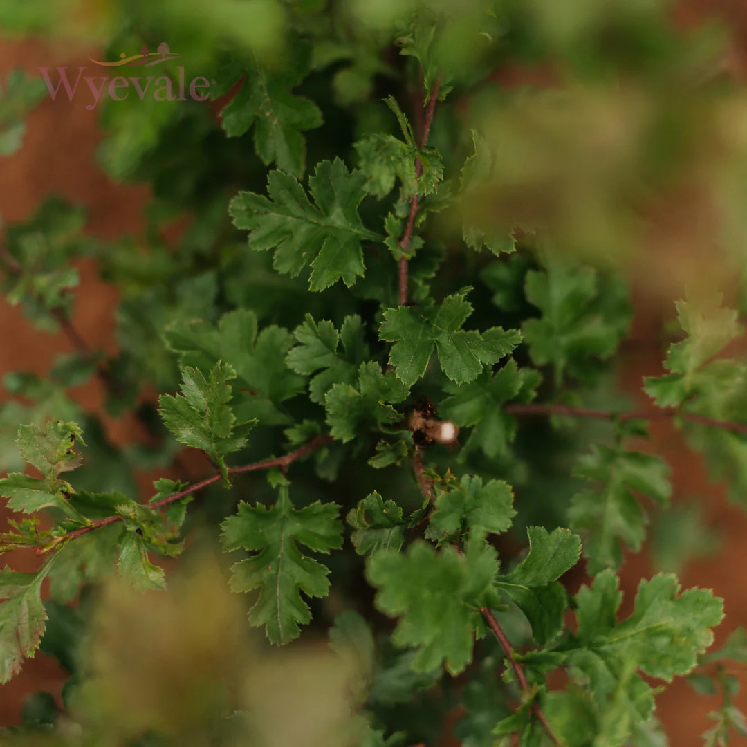 Viburnum