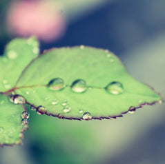 rain leaf.jpg__PID:c0450203-ccd6-47f8-b16c-72686c2c1bde