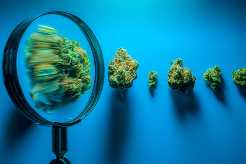 Magnifying Glass Marijuana strains on Blue Background