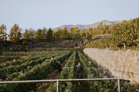 El arte del cuidado del suelo en la viticultura ecológica