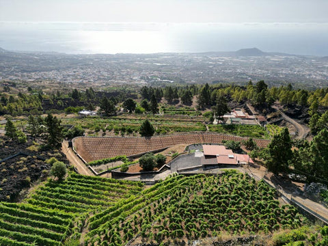 Best wines in the Canary Islands