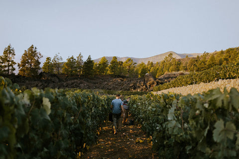 Características únicas de la viticultura de montaña en Bodegas Ferrera