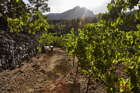 viticultura heroica en canarias