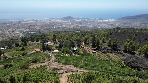 Bodegas en el Valle de Güímar