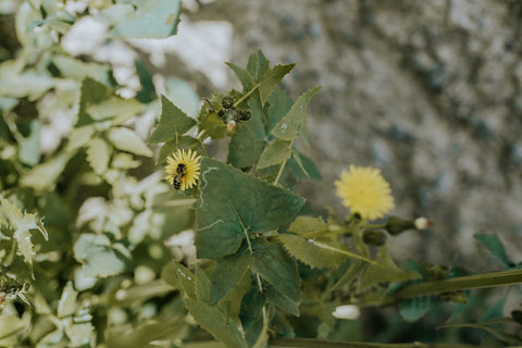 La floración y polinización de los viñedos durante la primavera