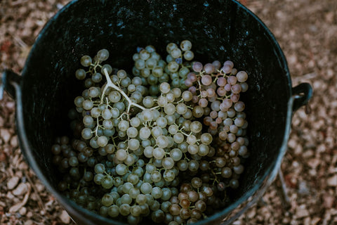 Grape Ripening During the Vine's Life Cycle