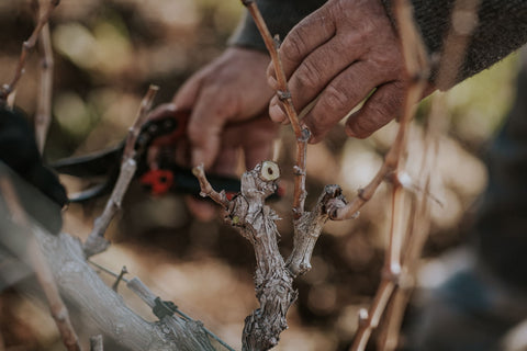 La poda de los viñedos