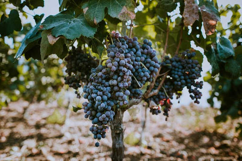 Tempranillo grape variety