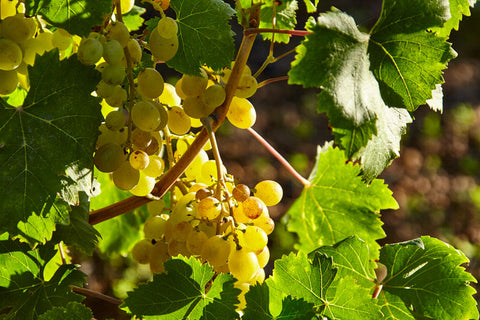 What is mountain viticulture