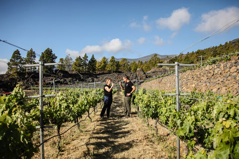 La importancia del cuidado del suelo en la producción de vino ecológico