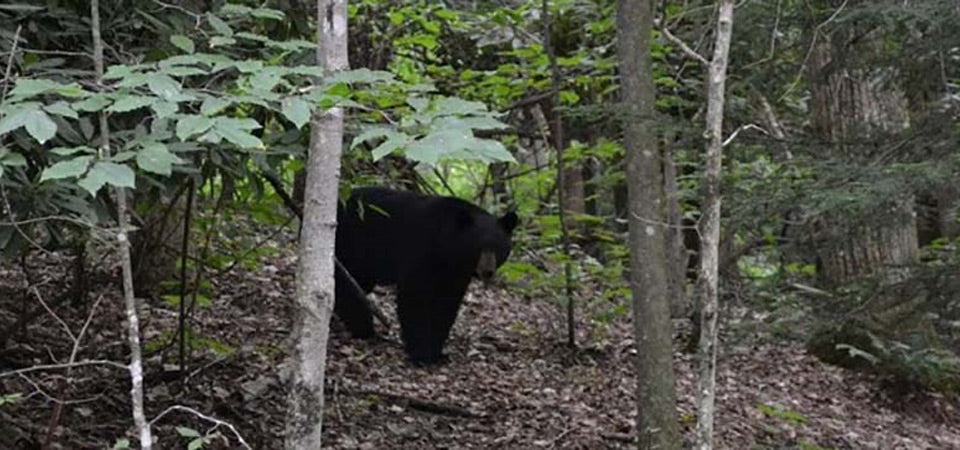 Bear in the Woods