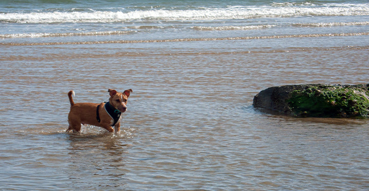 Fraisthorpe beach dog walking