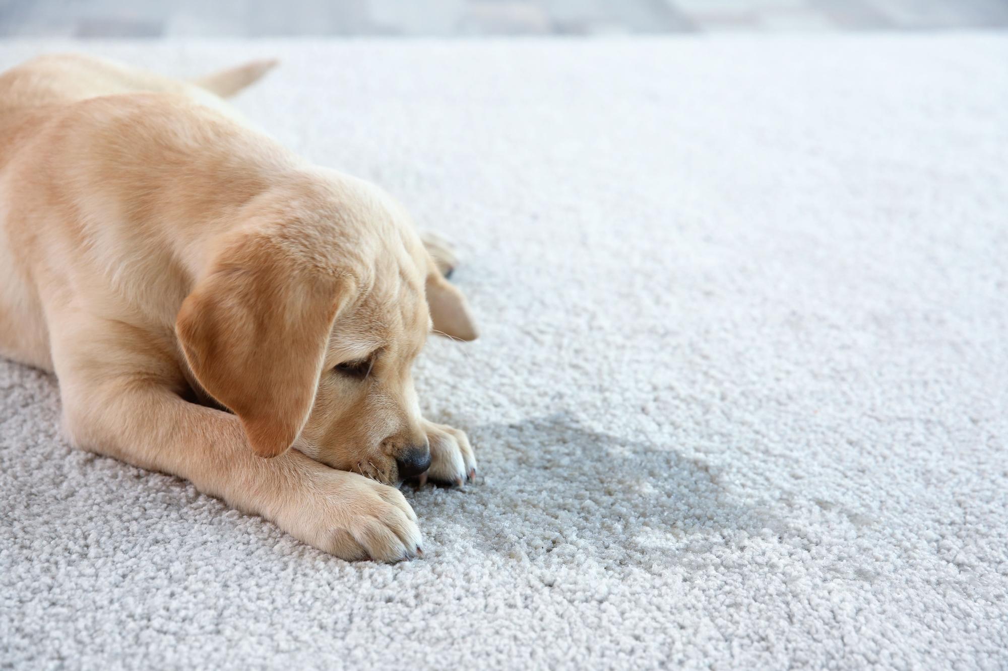 Yellow Labrador puppy lying on soft carpet, looking down.