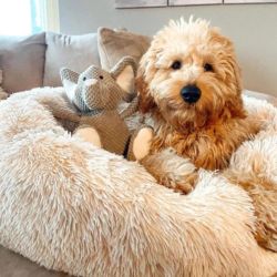 Range Of Dog Beds | Pawsi Clawsi