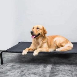 Elevated Dog Beds For Better Spine And Neck Position | Pawsi Clawsi