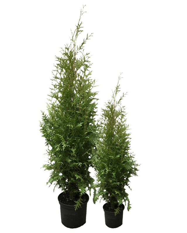 Bilde av Thuja Brabant