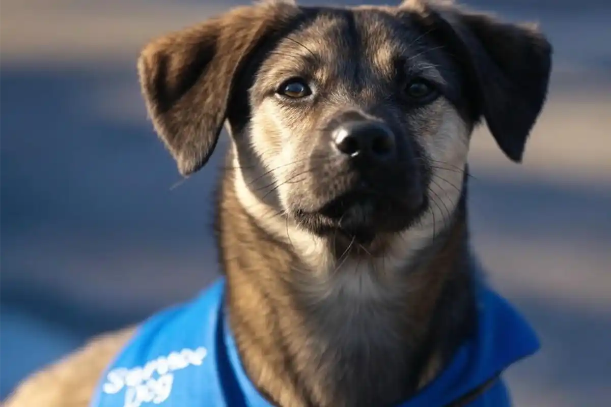 A close-up of a service dog in a vest, eyes locked on a Patriot Paws Chicken treat held by a trainer’s hand.