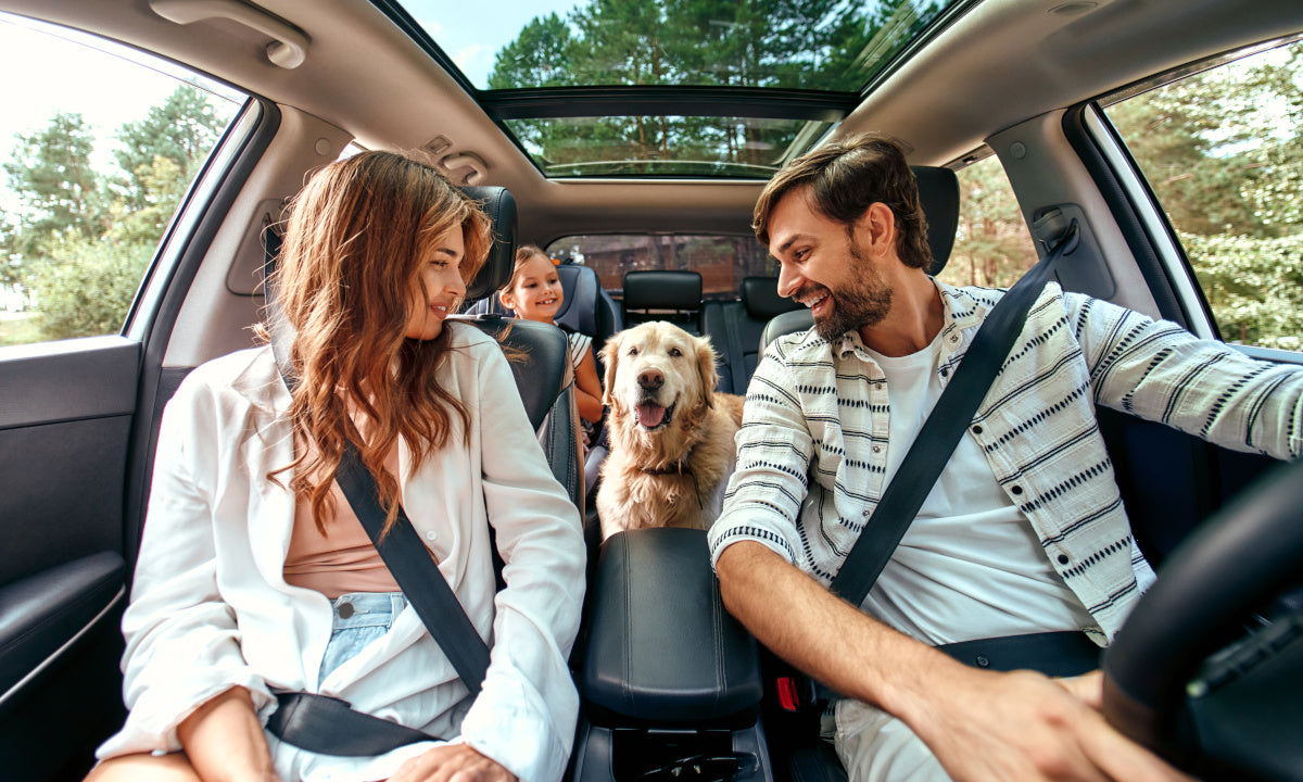 Viaggiare con il cane in auto