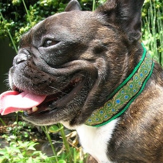 Gold Scroll Garnet 2 Inch Masterpiece Dog Collar