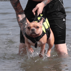man holding dog in lifejacket over the water
