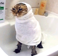 wet cat in sink wrapped in a washcloth