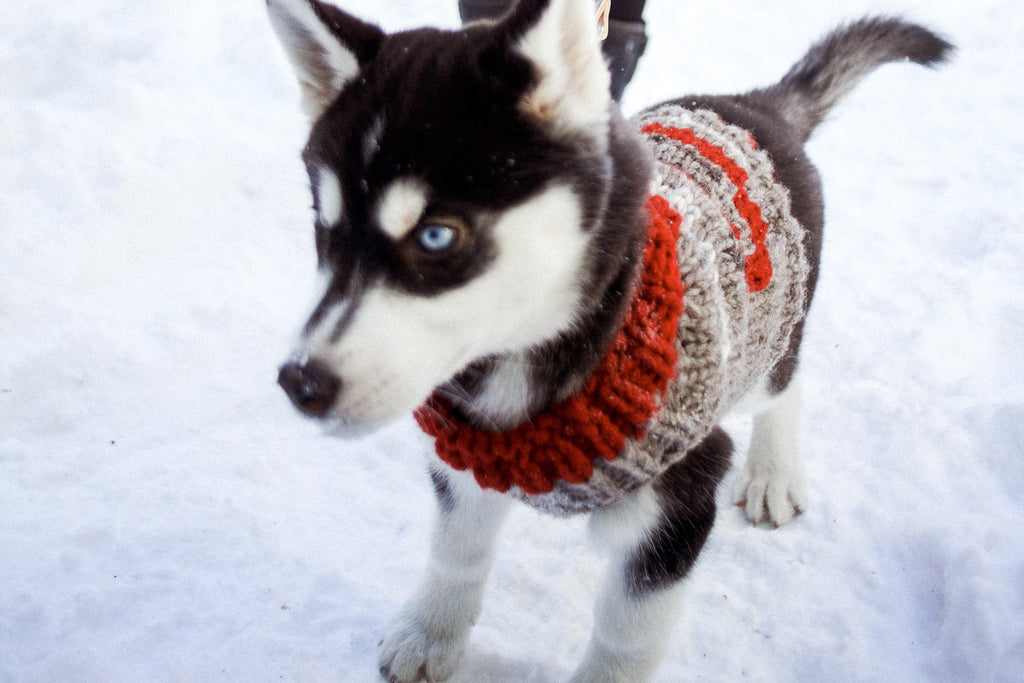 husky dog sweater