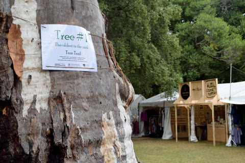 Oldest tree in Botanic Park, WOMADelaide 2017