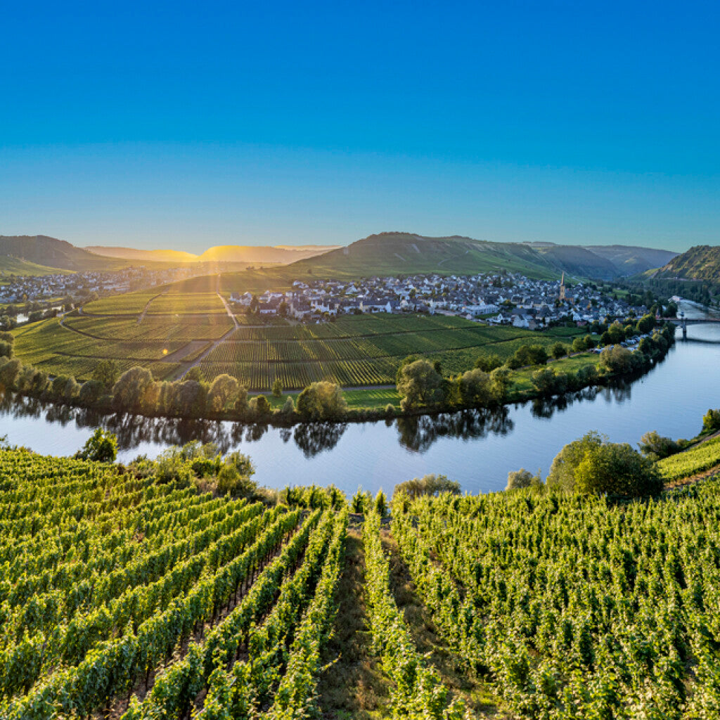 Wine field in Germany