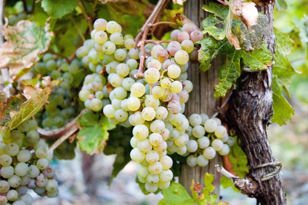 Green grapes on a vine