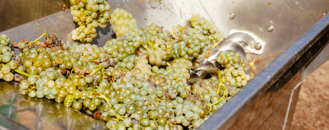 Green grapes