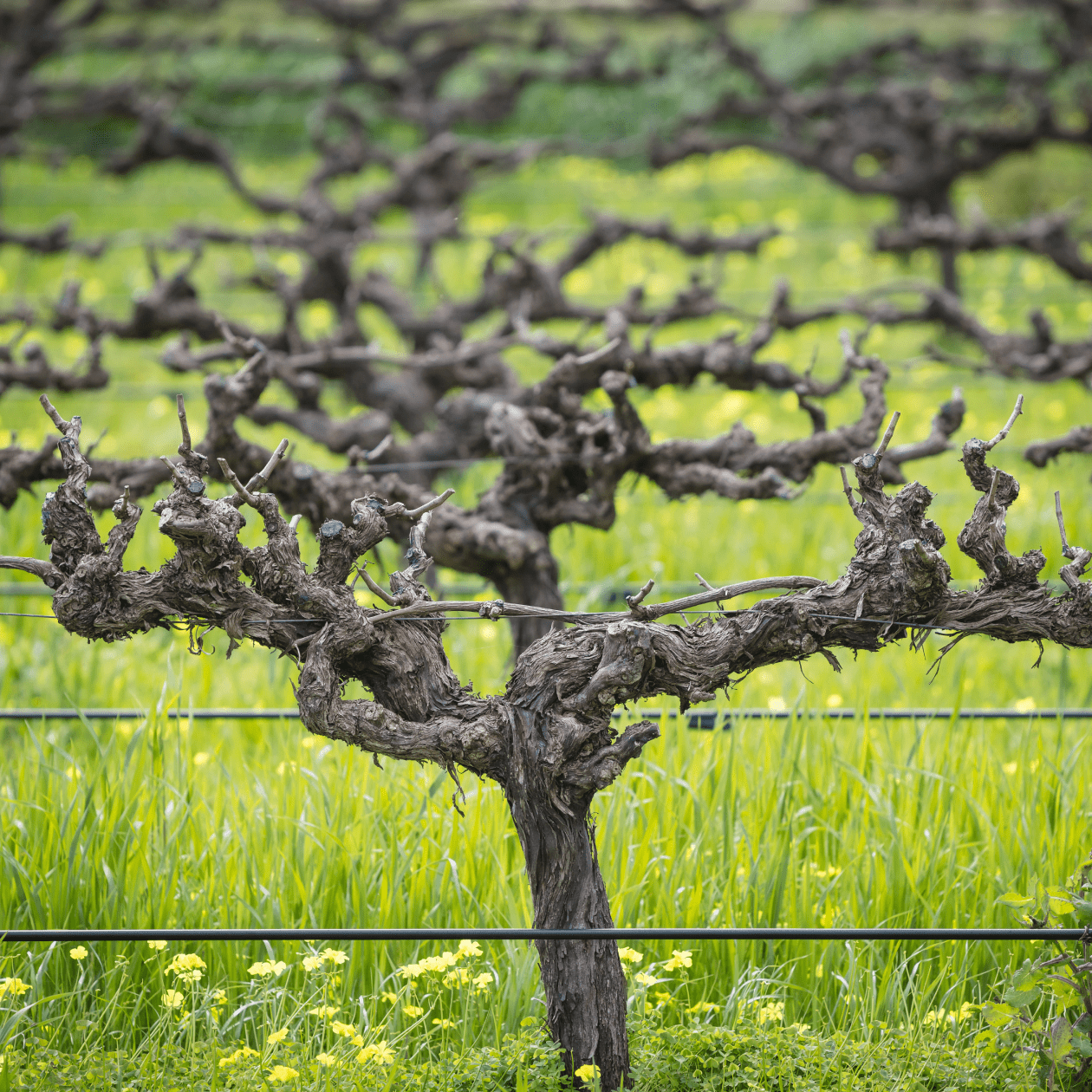 Old Grape Vines | Macy's Wine Shop