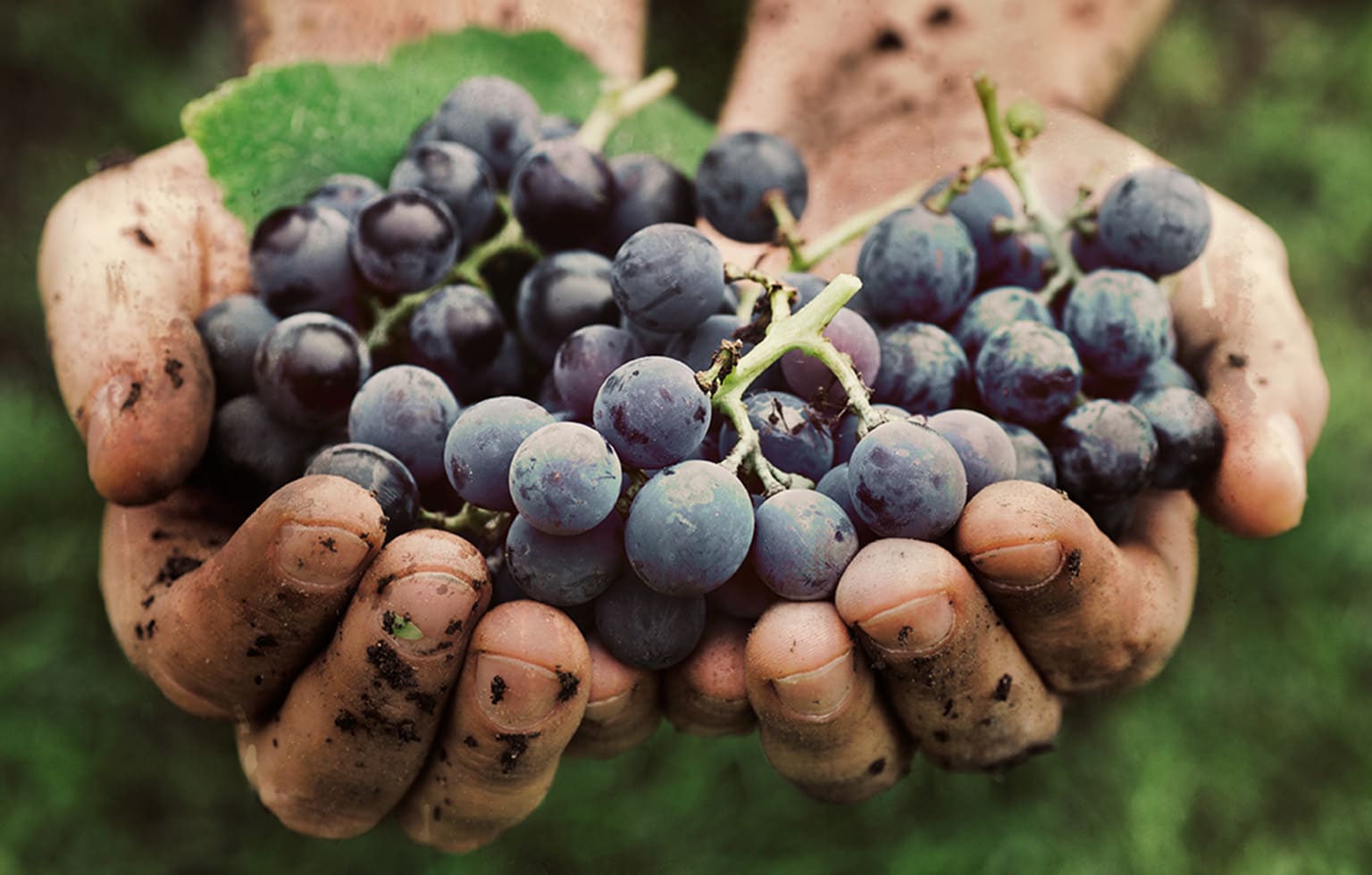 Hands holding grapes