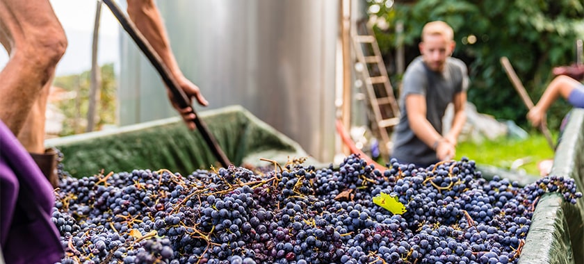 Men shoveling wine grapes