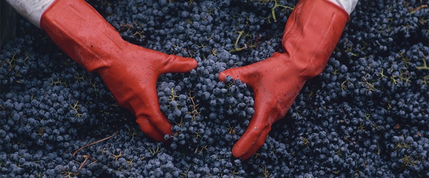 A person with red gloves holding wine grapes