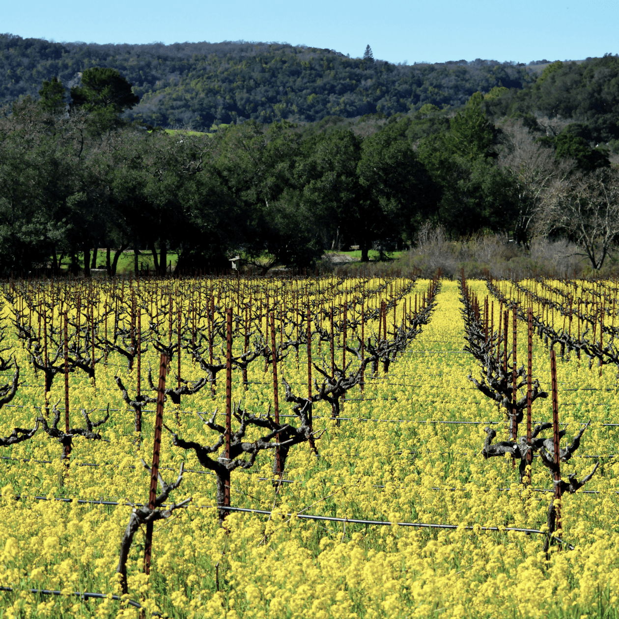 A field in Sonoma Valley | Macy's Winer Shop