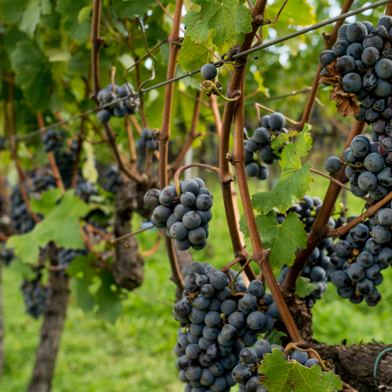 Purple grapes on a vine