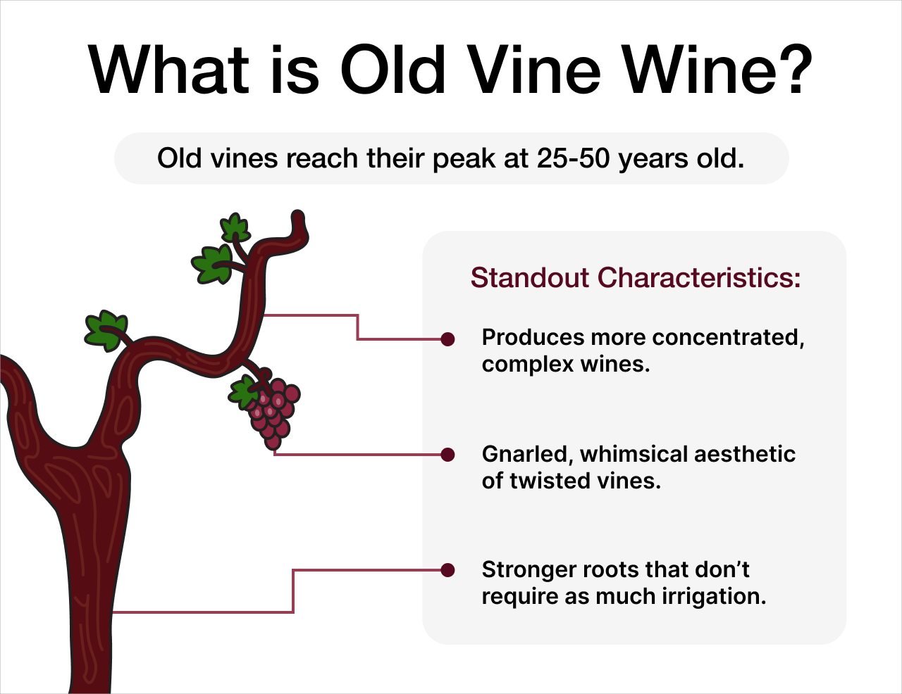 What Is Old Vine Wine? Infographic | Macy's Wine Shop