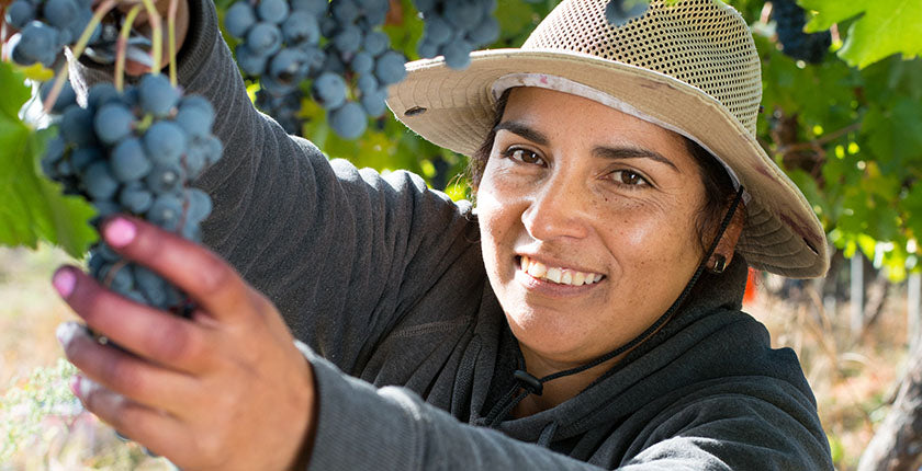 A woman picking grapes | Macy's Wine Shop