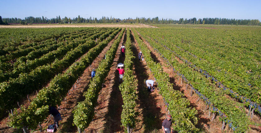People picking wine grapes | Macy's Wine Shop