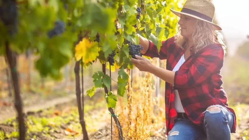 Woman working in wine vineyard