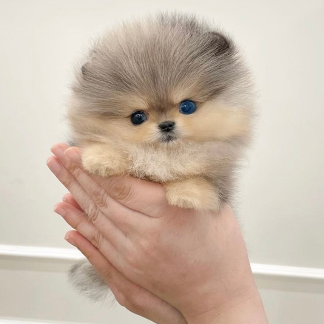 Blue and Tan Merle Pomeranian Teddy Bear (female) – Frensace Pomeranian