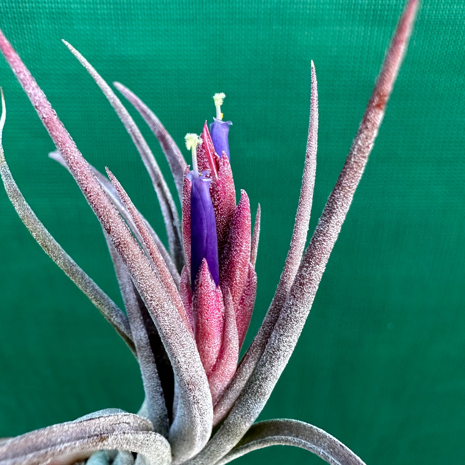 Tillandsia - butzii x ionantha ex. AP - Air Plant Decor