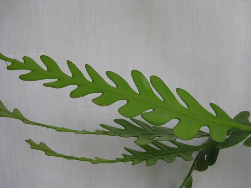 zigzag plant clipping