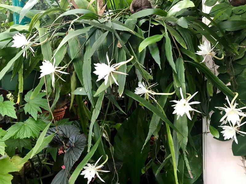 Epiphyllum Pumilum - EP11 - Air Plant Decor