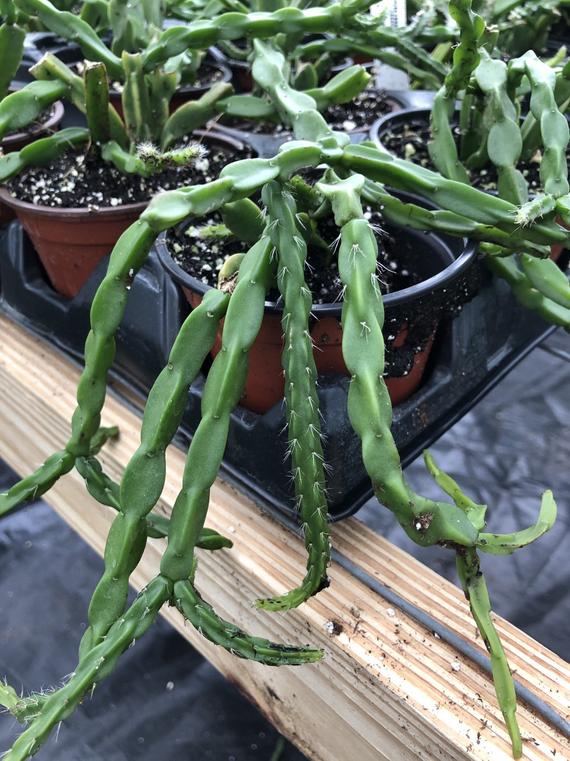 Rhipsalis Paradoxa - R21 - Air Plant Decor