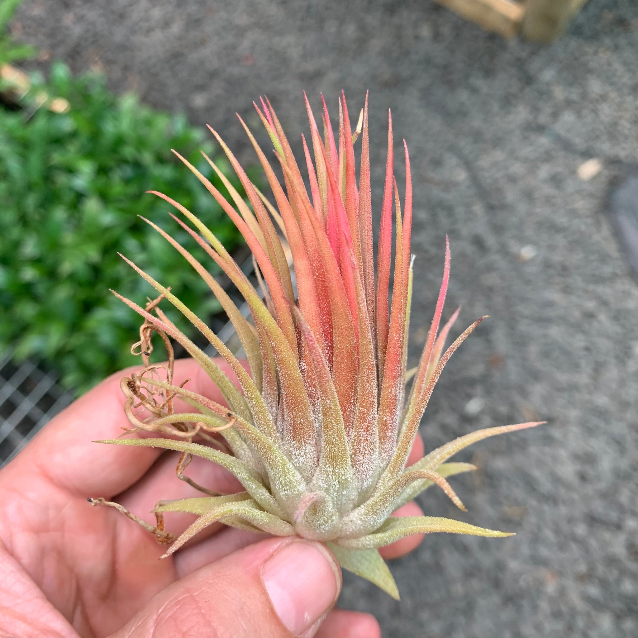 Tillandsia ionantha whitey ex. TI - 植物/観葉植物